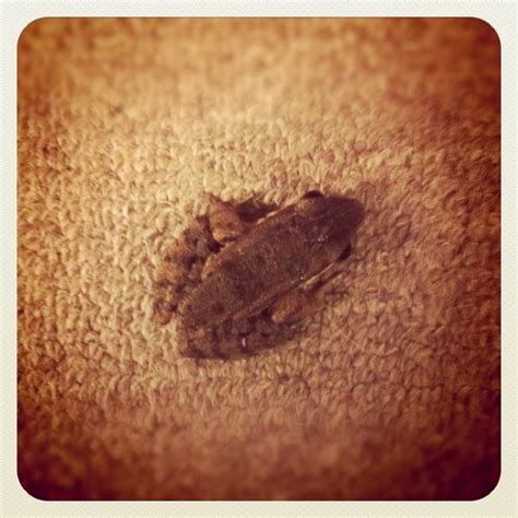 別墅客廳 家裡出現樹蛙